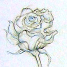 La rose blanche